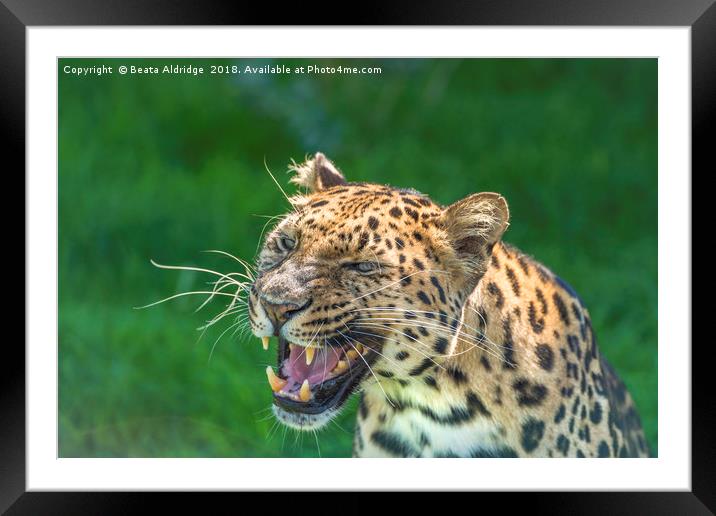 Amur Leopard Framed Mounted Print by Beata Aldridge