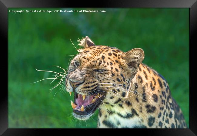 Amur Leopard Framed Print by Beata Aldridge