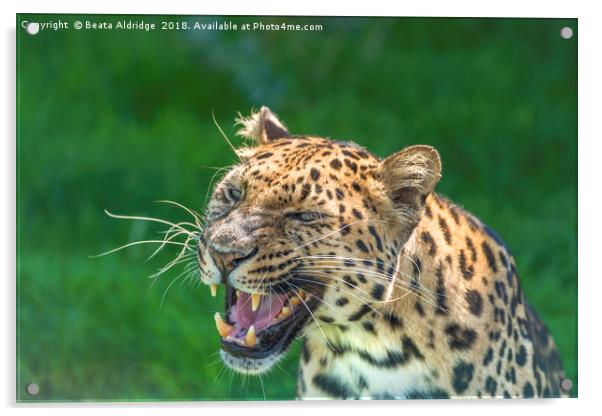 Amur Leopard Acrylic by Beata Aldridge