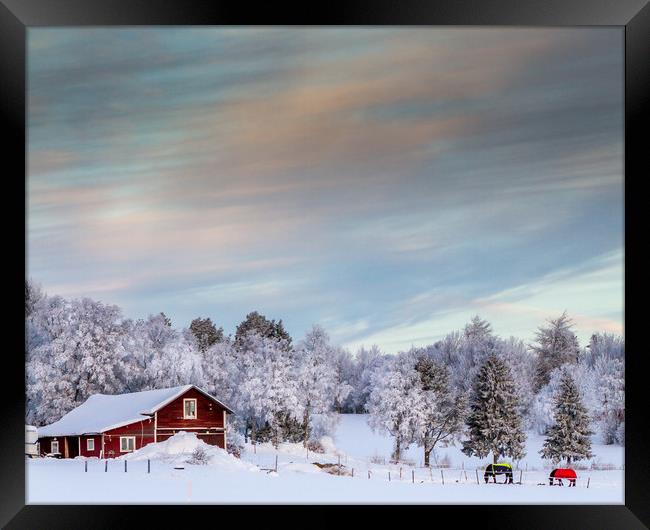 winter in sweden Framed Print by Hamperium Photography
