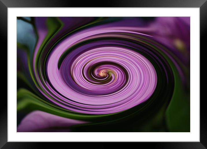 Purple Framed Mounted Print by les tobin