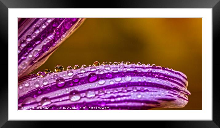Drops Framed Mounted Print by DeniART 