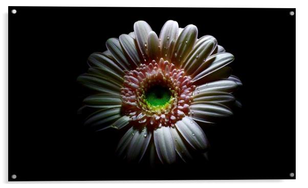 Lovely Germini-gerbera  Acrylic by D Buttolph Photography