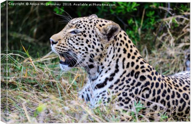 Watchful leopard Botswana Canvas Print by Angus McComiskey