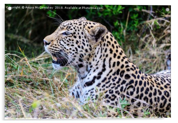 Watchful leopard Botswana Acrylic by Angus McComiskey