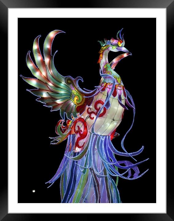 bird of light Framed Mounted Print by steven clifton