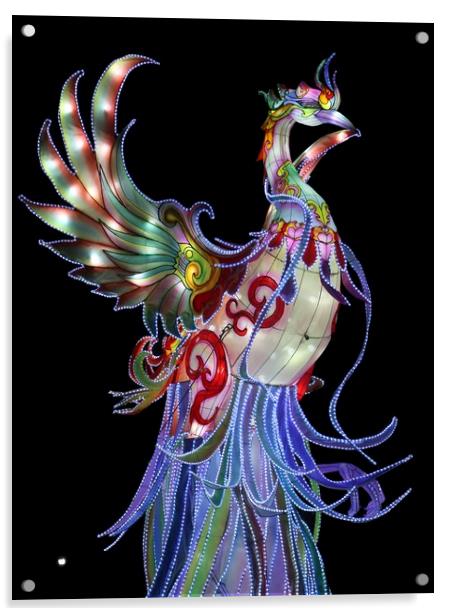 bird of light Acrylic by steven clifton