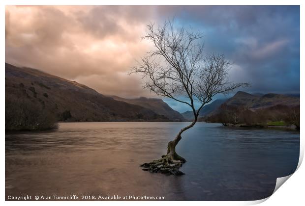 The lone tree Print by Alan Tunnicliffe