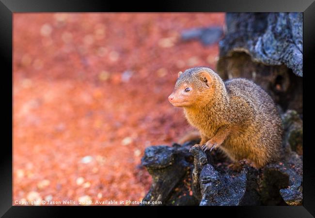 Common dwarf mongoose peers out of a log Framed Print by Jason Wells