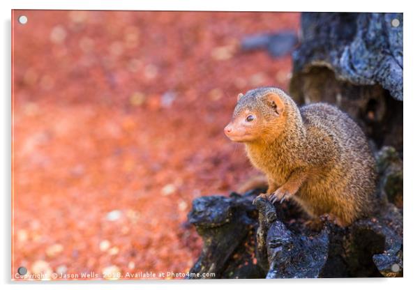 Common dwarf mongoose peers out of a log Acrylic by Jason Wells