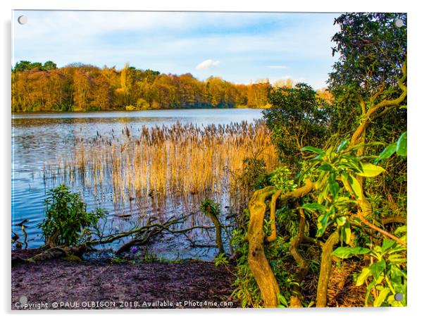 Woollaton lake Acrylic by PAUL OLBISON