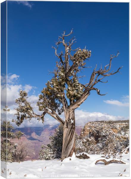 Gnarled Tree at edge of Grand Canyon Canvas Print by David O'Brien