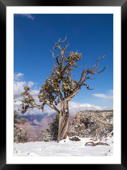 Gnarled Tree at edge of Grand Canyon Framed Mounted Print by David O'Brien