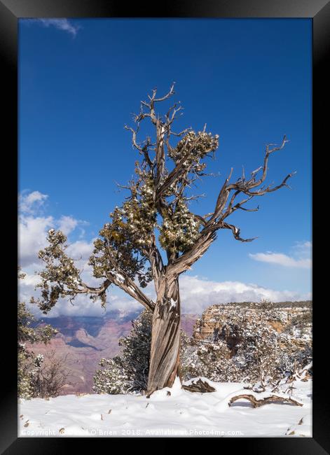 Gnarled Tree at edge of Grand Canyon Framed Print by David O'Brien