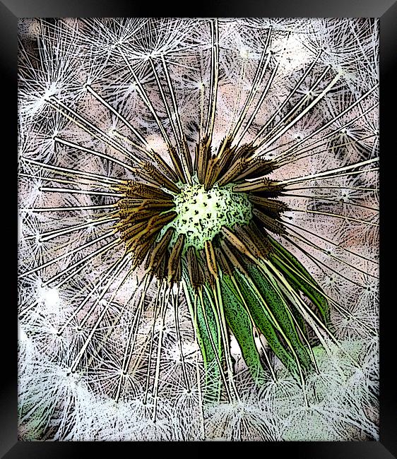 graphic dandelion clock Framed Print by Heather Newton