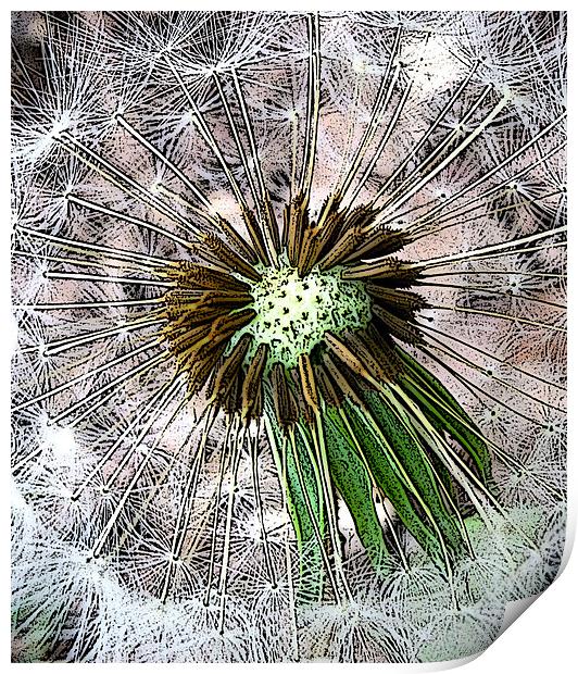 graphic dandelion clock Print by Heather Newton