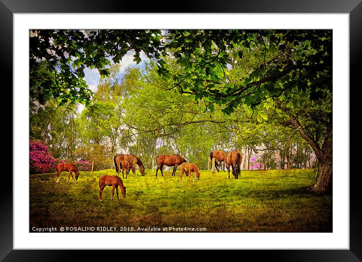 "Mares grazing with their foals" Framed Mounted Print by ROS RIDLEY