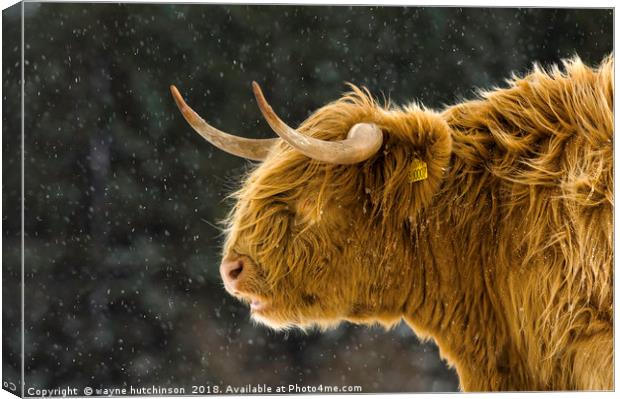 Highland cow braving  winter storm. Canvas Print by wayne hutchinson