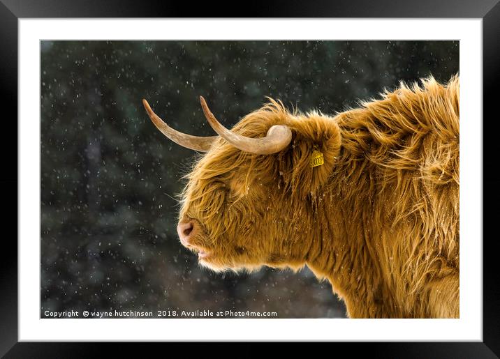 Highland cow braving  winter storm. Framed Mounted Print by wayne hutchinson