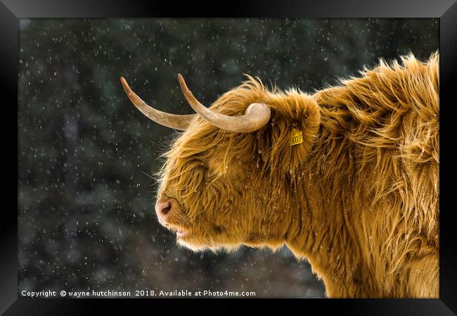 Highland cow braving  winter storm. Framed Print by wayne hutchinson