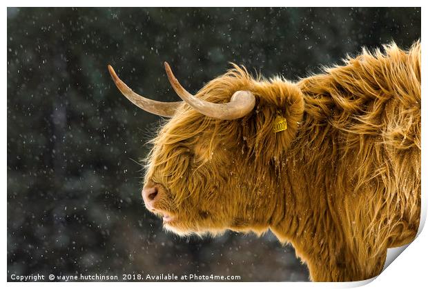 Highland cow braving  winter storm. Print by wayne hutchinson