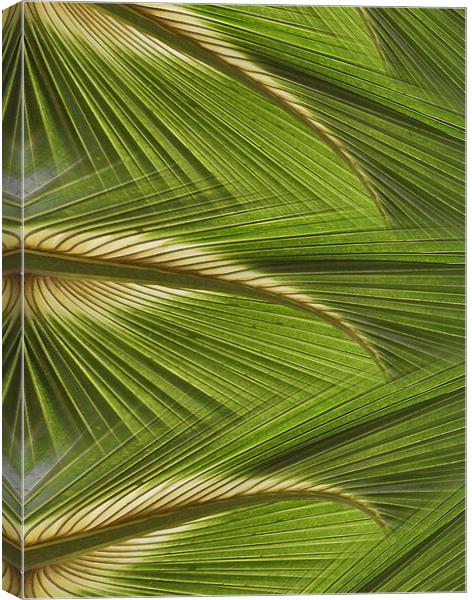 fanned leaves Canvas Print by Heather Newton