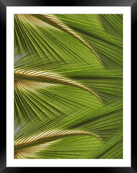 fanned leaves Framed Mounted Print by Heather Newton