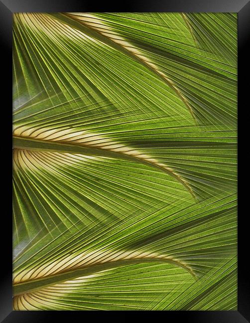 fanned leaves Framed Print by Heather Newton