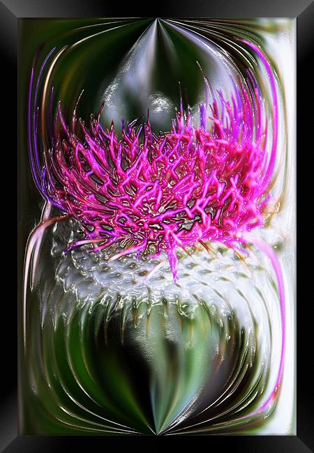 Thistle In Glass Framed Print by Ian Jeffrey