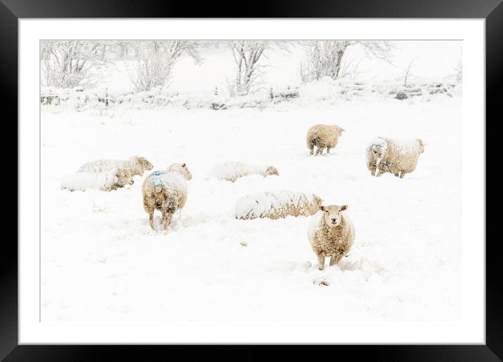 Sheep in the Snow  Framed Mounted Print by chris smith