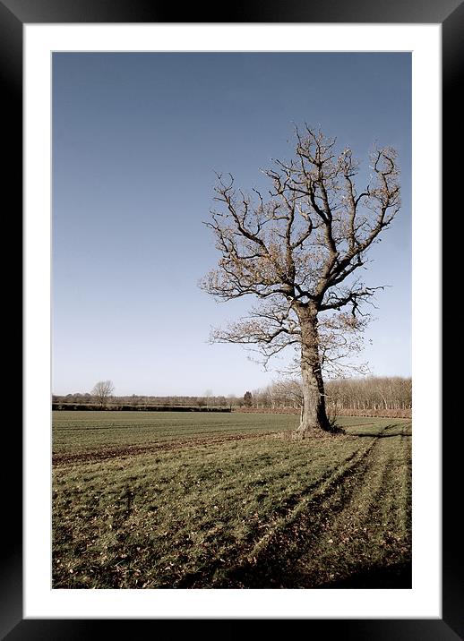 Winter Tree Framed Mounted Print by Karen Martin