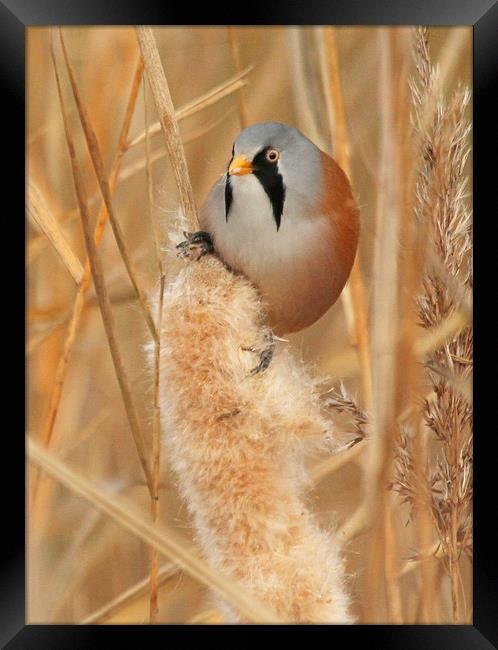 Bearded Tit Framed Print by Trevor Coates