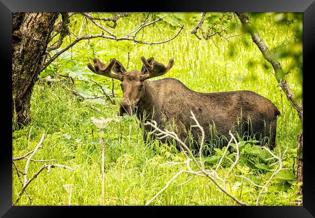 Bull Moose in Kincaid Park, No. 2 Framed Print by Belinda Greb
