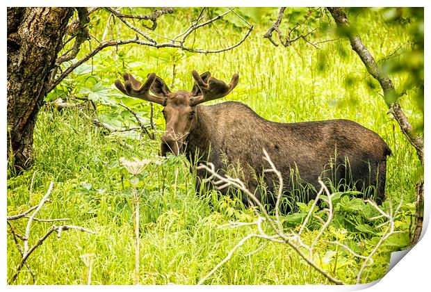 Bull Moose in Kincaid Park, No. 2 Print by Belinda Greb