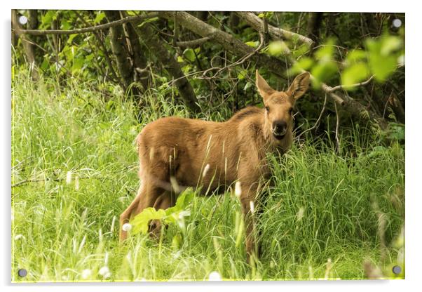 Moosedelicious, No. 1 Acrylic by Belinda Greb