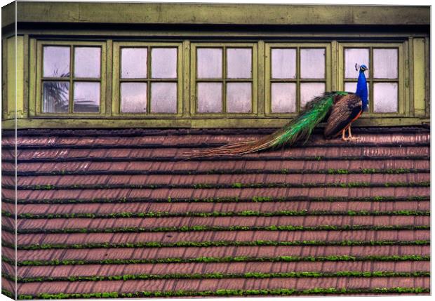 Peacock on a roof Canvas Print by David Tanner