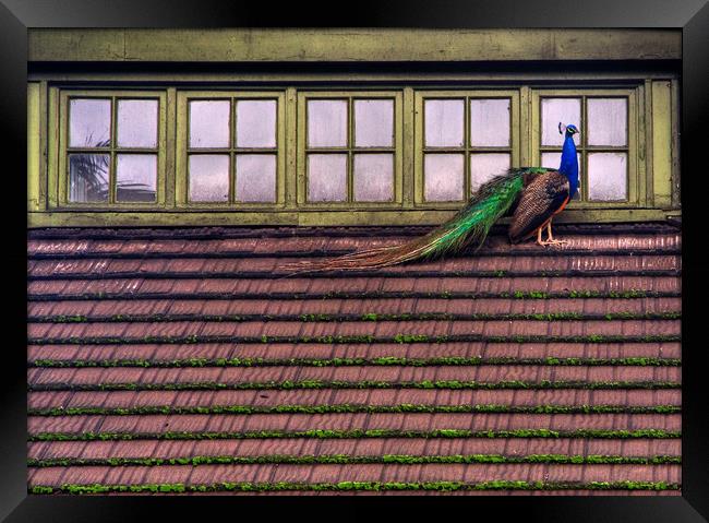 Peacock on a roof Framed Print by David Tanner