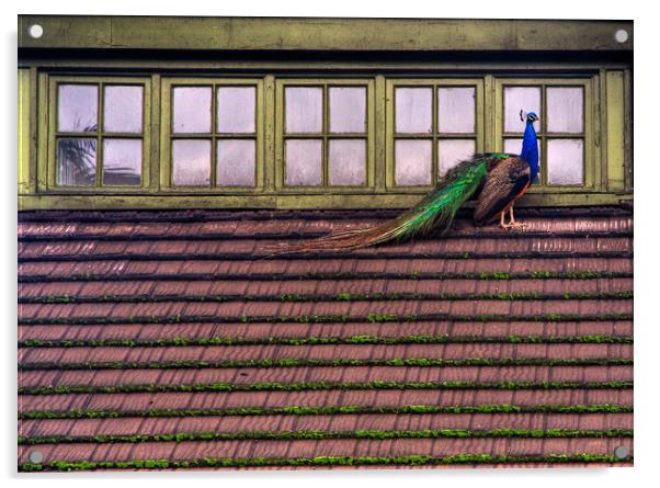 Peacock on a roof Acrylic by David Tanner