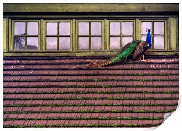Peacock on a roof Print by David Tanner