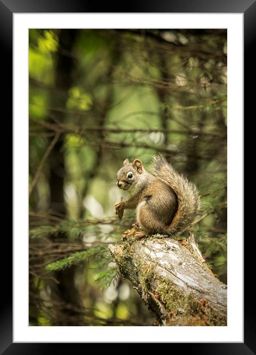 Who You Calling Squirrelly? Framed Mounted Print by Belinda Greb