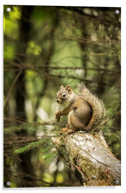 Who You Calling Squirrelly? Acrylic by Belinda Greb