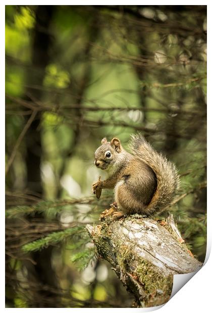 Who You Calling Squirrelly? Print by Belinda Greb