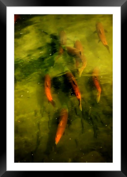 Sockeye Salmon at Potter Marsh Framed Mounted Print by Belinda Greb