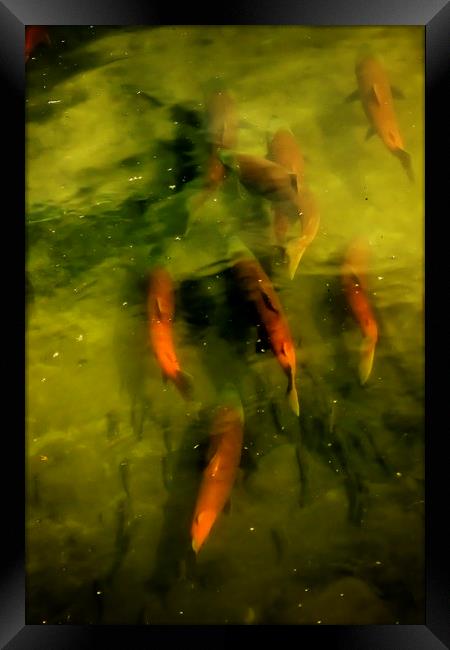 Sockeye Salmon at Potter Marsh Framed Print by Belinda Greb