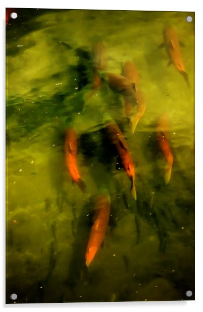 Sockeye Salmon at Potter Marsh Acrylic by Belinda Greb
