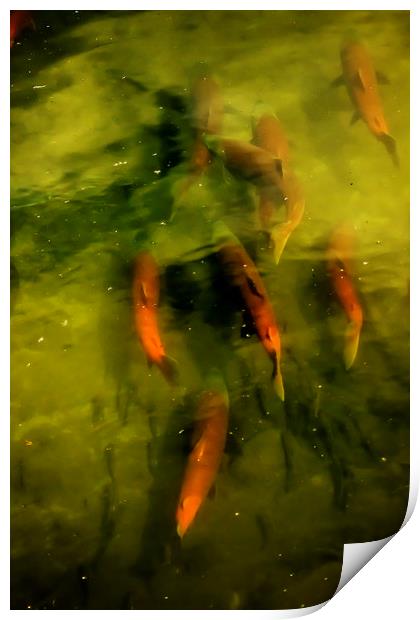 Sockeye Salmon at Potter Marsh Print by Belinda Greb