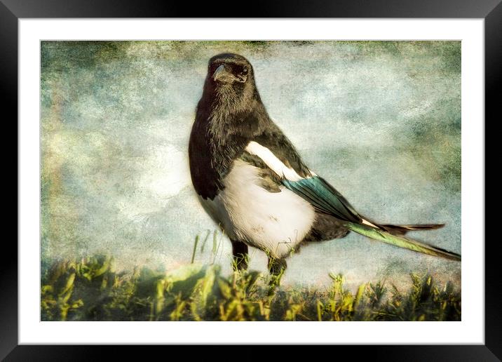 Message from the Magpie Framed Mounted Print by Belinda Greb