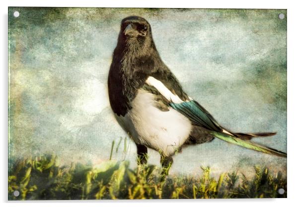 Message from the Magpie Acrylic by Belinda Greb