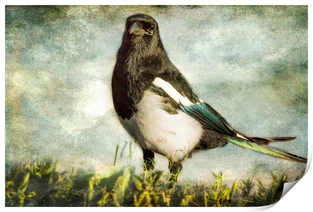 Message from the Magpie Print by Belinda Greb