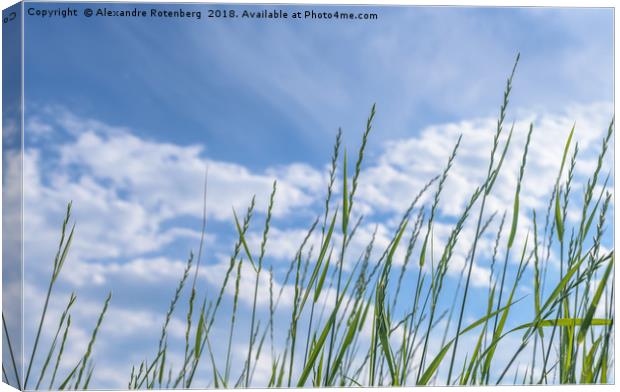 Blades of wheat grass Canvas Print by Alexandre Rotenberg